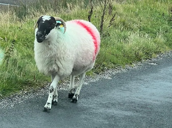 Shalom Mountain View Oldtown פלקרה